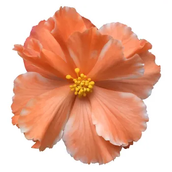 Fresh Gebera Flower